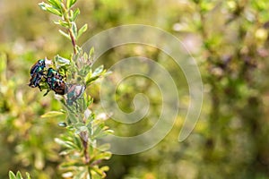 Five Japanese Beetles Share a Branch