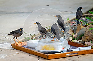 Five jungle myna birds scavenge a hotel tray of scraps