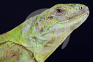 Five-keeled spiny-tailed Iguana / Ctenosaura quinquecarinata