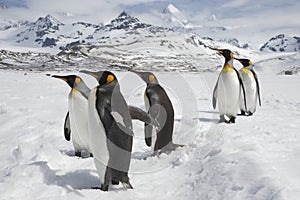 Five king penguins loafing in the snow