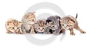 Five kittens brood studio shot photo