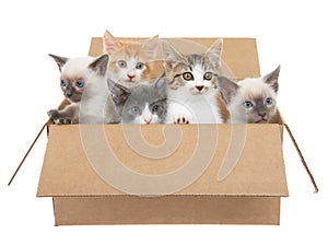 Five kittens looking out of a brown box