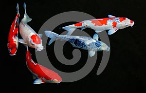 Five koi fish in pond