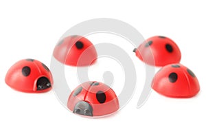 Five ladybugs isolated on white