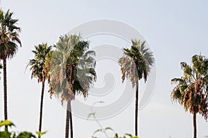 five large california palm trees against the sky