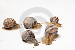 Five large garden snails Helix pomatia crawl on a white background.