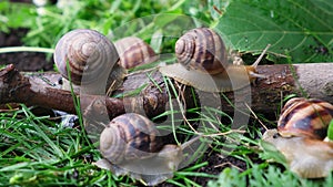 Five large grape garden snails Helix pomatia live in the forest on the grass.