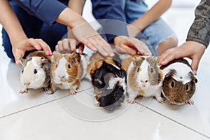 Five large guinea pigs of rare colors are lined up on the marble floor. A special breed.