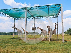 Five large spotted adult African giraffes standing outside in safari park zoo