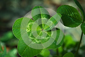 Five-leaf clover, a symbol of good luck