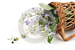 Five-leaved chaste tree, Chinese chaste, Indian privet, Negundo chest nut (Vitex trifolia Linn.)