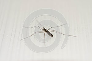 a five legged mosquito.