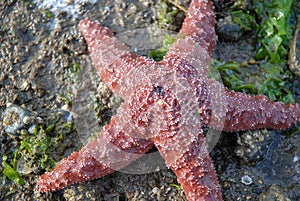 Five Legged Red Starfish on Barnacled Beach