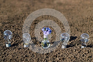 Five light bulbs on sandy ground