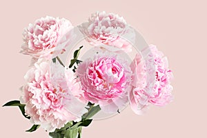 Five light pink peony flowers on pink background. Closeup