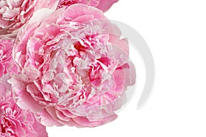 Five light pink peony flowers on white background. Closeup