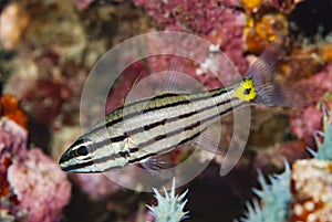 Five-lined cardinalfish, Cheilodipterus quinquelineatus