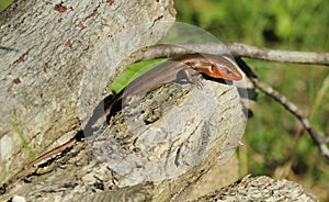 Five-lined Skink