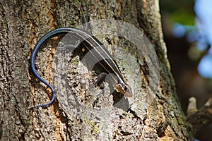 Five lined skink