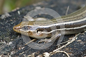 Five lined skink