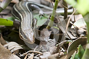 Five lined skink