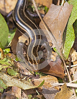 Five Lined Skink