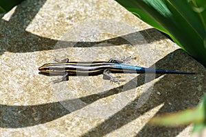 Five-lined skink laying down in the sun between wavy shadows