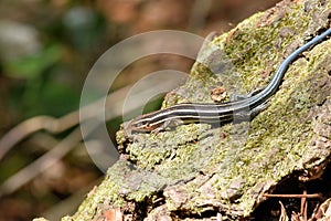 Five lined Skink lizard reptile