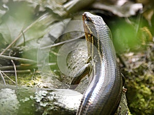 Five lined skink lizard in the woods at Phinizy Swamp Nature Park