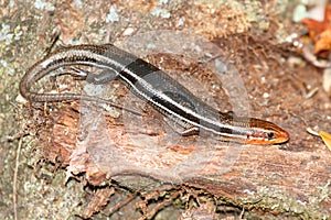 Five-lined Skink (Plestiodon fasciatus)