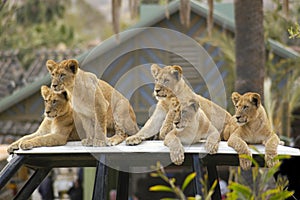 Five lion cubs are awaiting the return of their parents following a hunt.