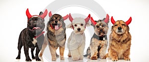 Five little cute dogs wearing red devil horns for halloween