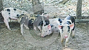 Five little domestic pigs with spots rest in small group