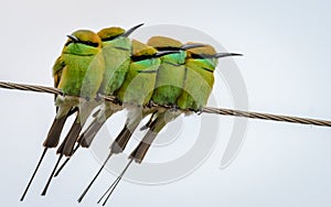 Five Little Green Bee eaters