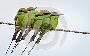 Five Little Green Bee eaters photo