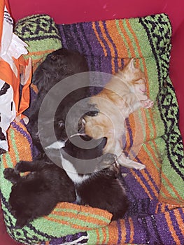 Five little Kitten all snugged in their bed