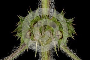 Five-Lobed Motherwort (Leonurus quinquelobatus). Fruiting Verticillaster Closeup