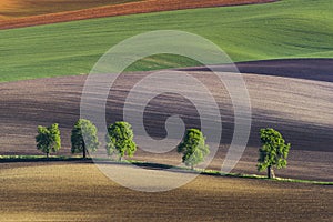 Five lonely trees on wavy fields, South Moravia