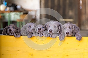 Five long-haired Weimaraner puppies stand up side by side with their paws on two legs and look over a yellow wooden barrier. The