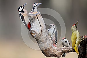 Five main species of European woodpeckers together in one photo.