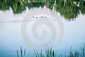Five Mallard Ducks swimming alongside each other  in a Colorado Lake