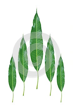 five mango leaves isolated on white