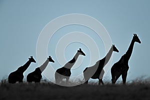 Five Masai giraffe walk on grassy horizon