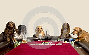 Five Mini Dachshunds playing a game of poker