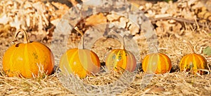 Five mini pumpkins like a family from big to small. Autumn Thanksgiving festivity background.