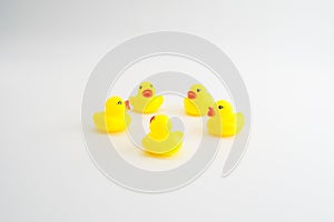 Five mini yellow rubber ducks in circle facing each other. Isola