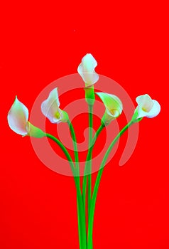 Five miniature light pink calla lillies against red background
