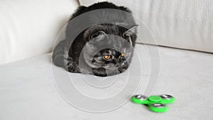 Five-month old kitten looks at green spinner