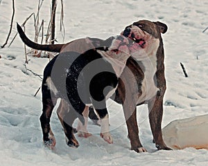 Five month puppy and adult of Old English Bulldog, playing with a plastic canister photo