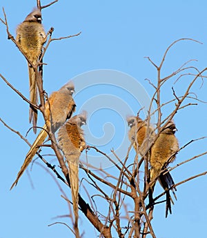 Five mousebirds in a tree